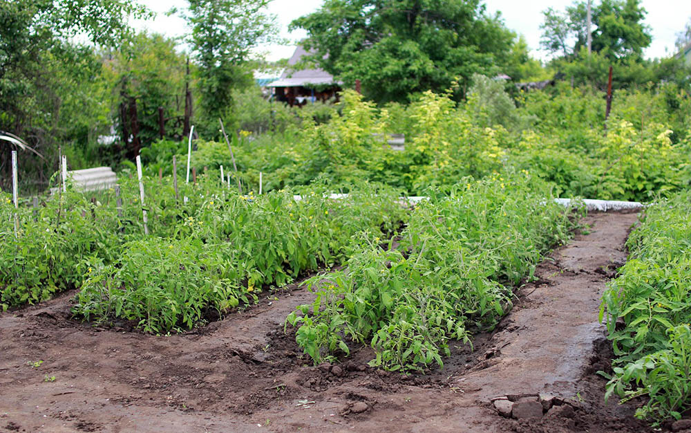 Tomato garden