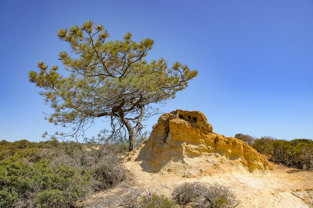 Torrey Pine