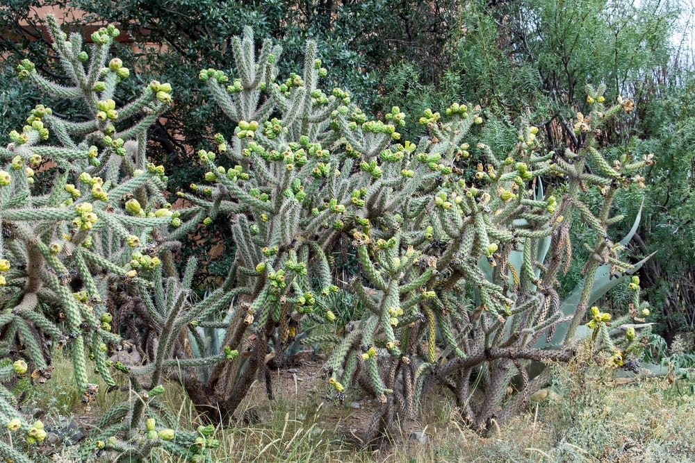 Tree Cholla Cactus
