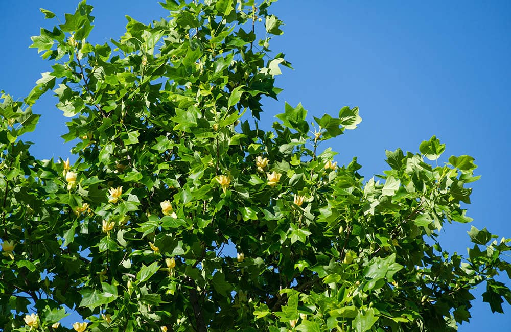 Tulip Tree