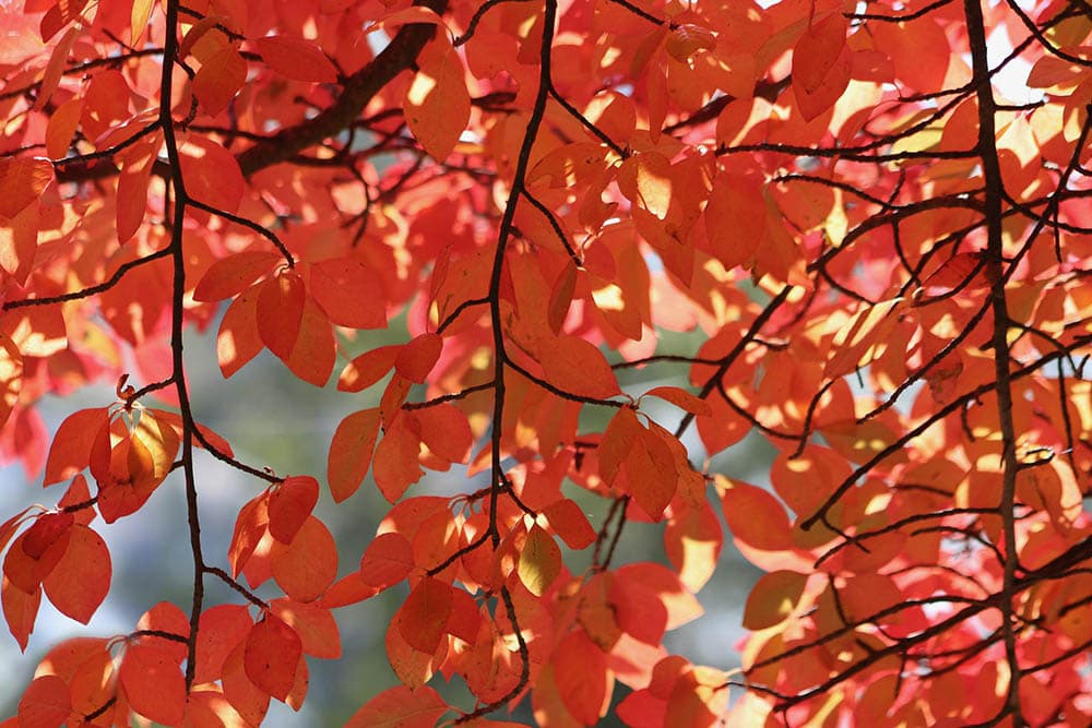 Tupelo Tree_Nennieinszweidrei_Pixabay