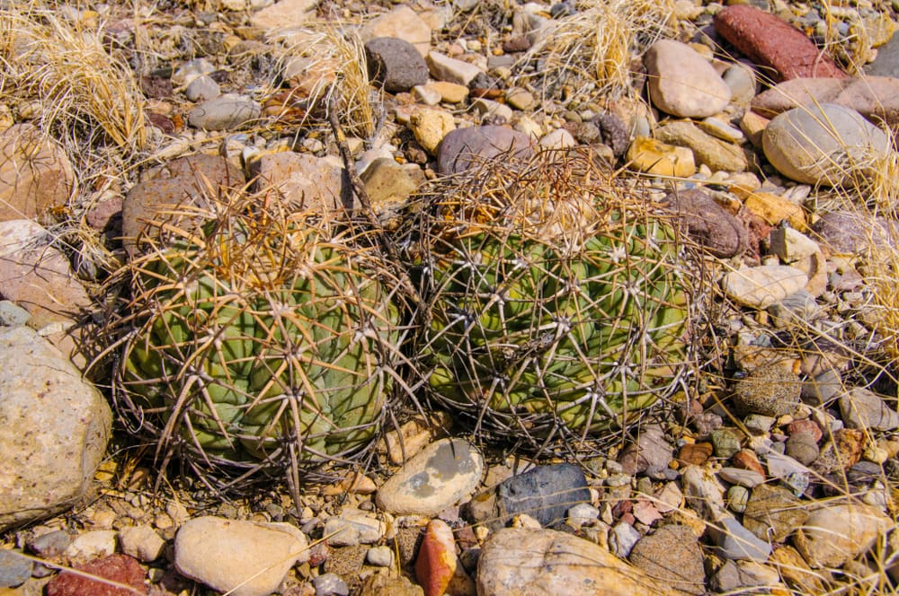 Turk's Head Cactus