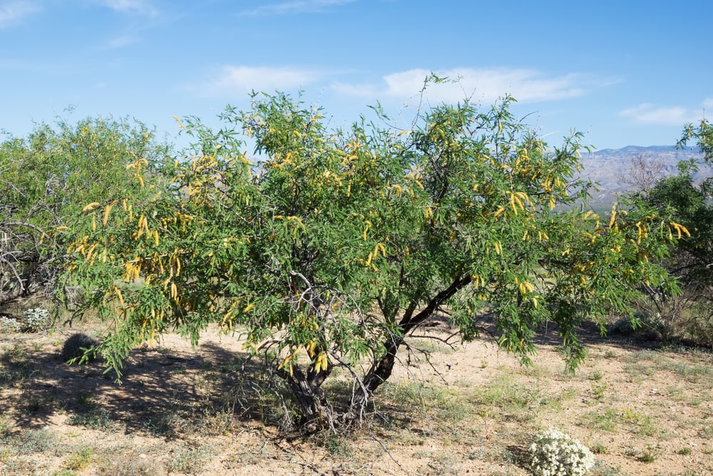 Velvet Mesquite