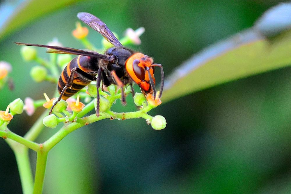 Vespa_crabro