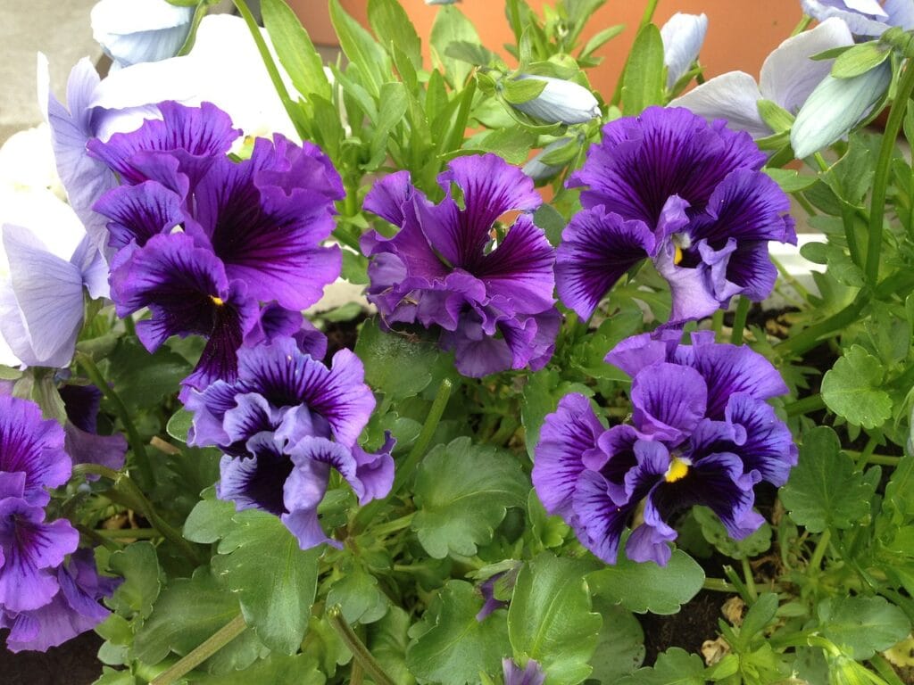 Viola sororia