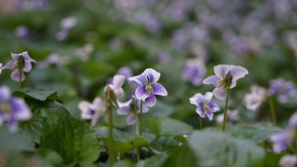 Viola sororia