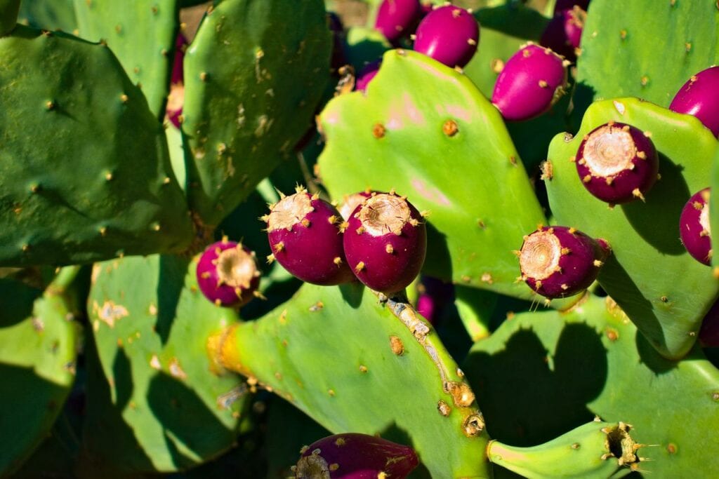 Violet Prickly Pear