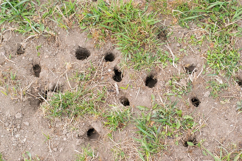Vole Damage