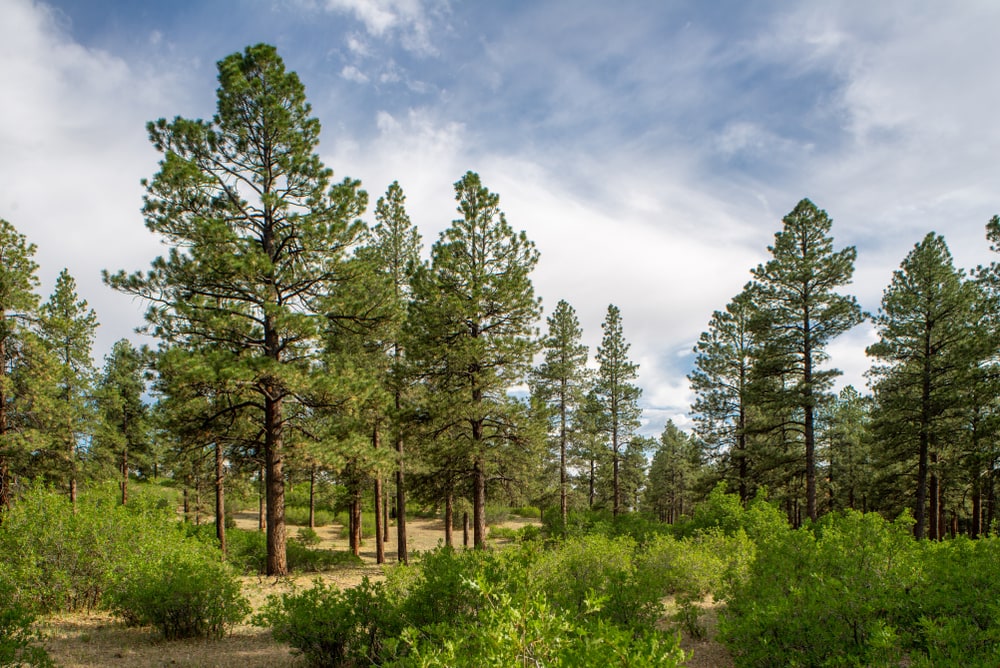 Washoe Pine