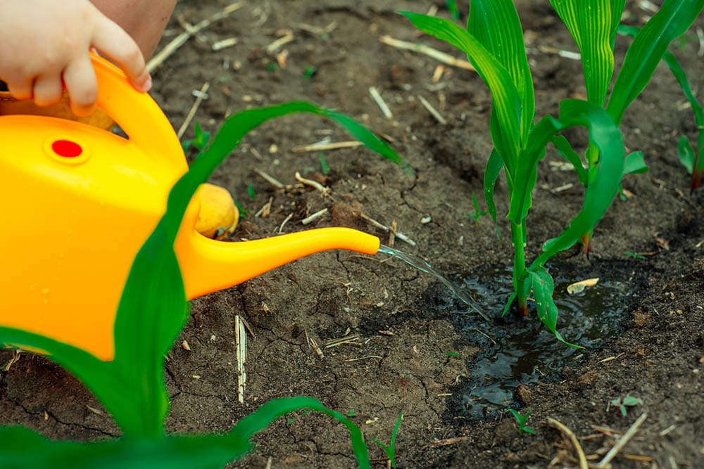 Watering a corn seedling_Yuri Skvortsov_Shutterstock