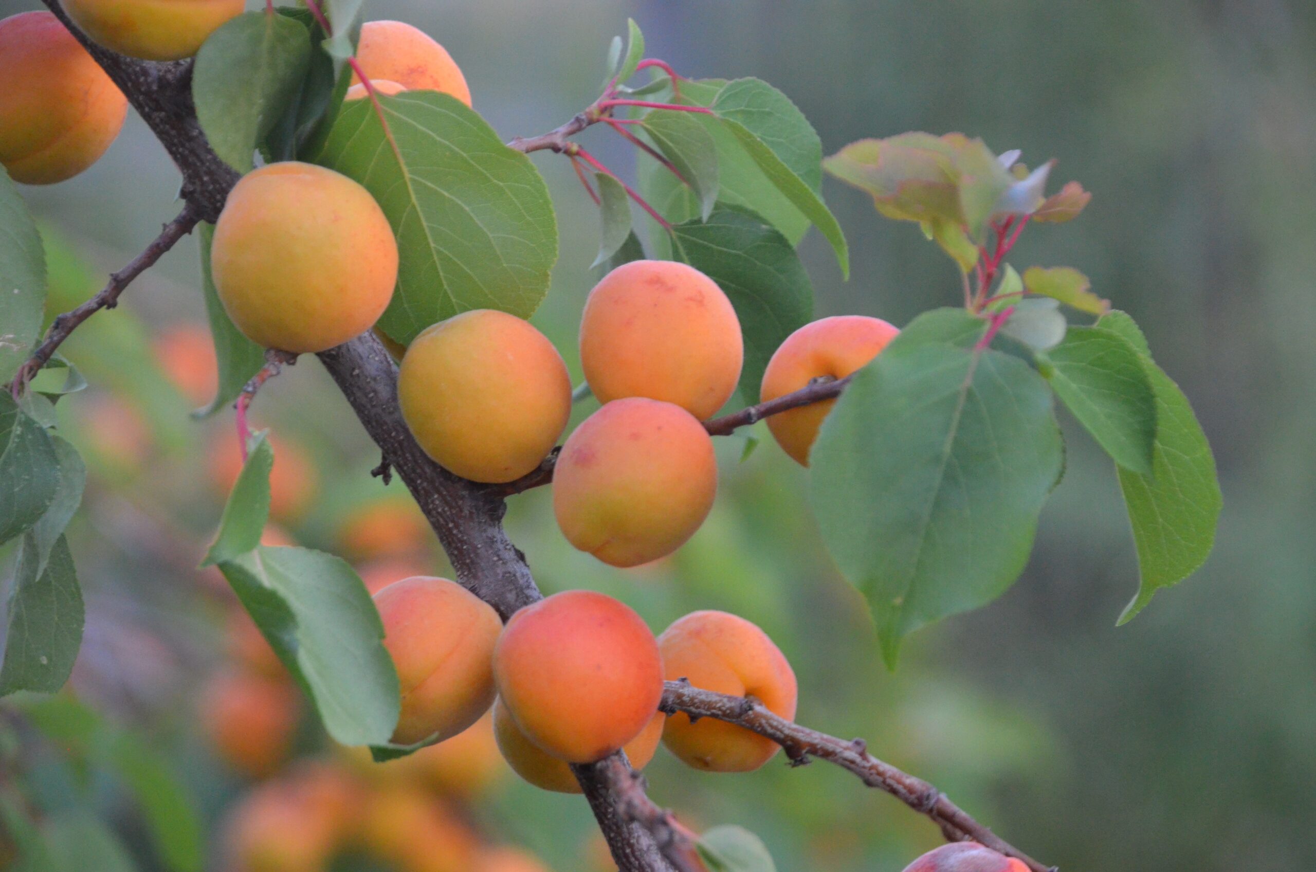 Wenatchee Apricot Tree