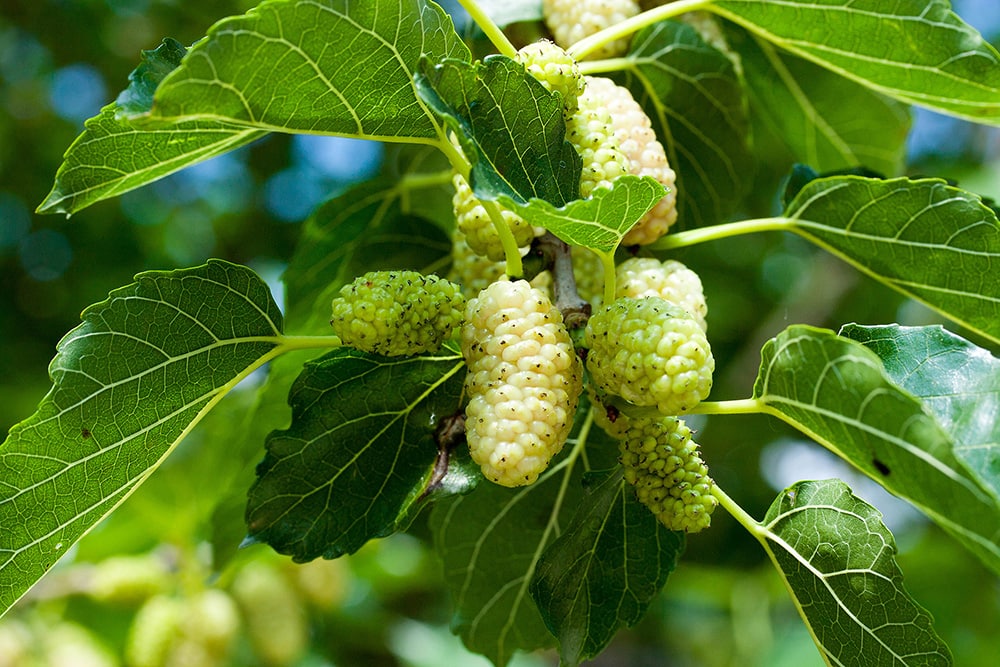 White Mulberry Tree_NChi_Shutterstock