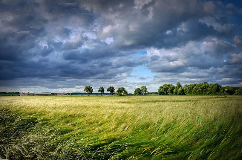Wind field