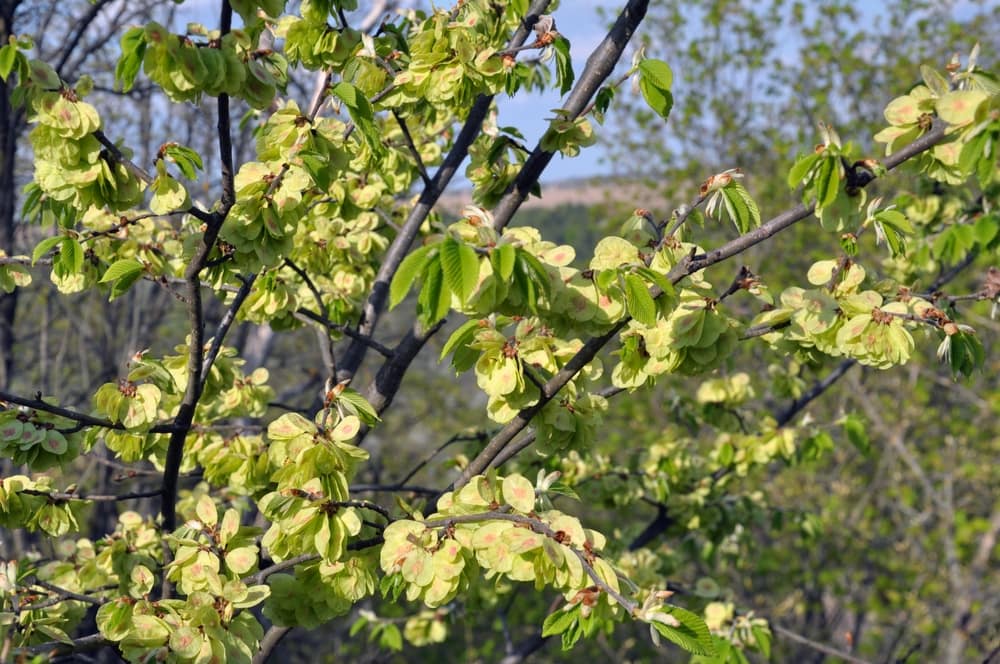 Winged Elm