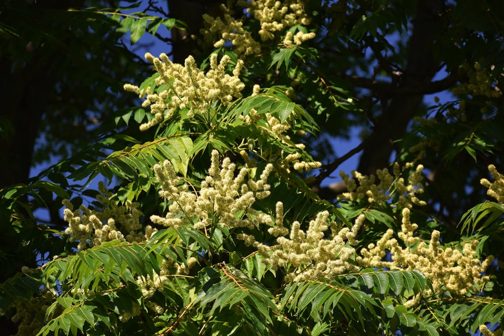 Winged Sumac