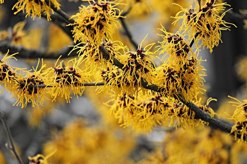 Witch Hazel_manfredrichter_Pixabay