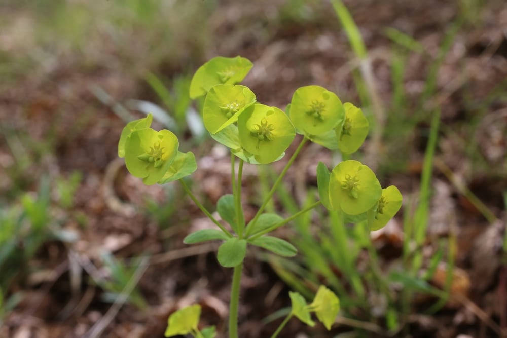 Wood Spurge