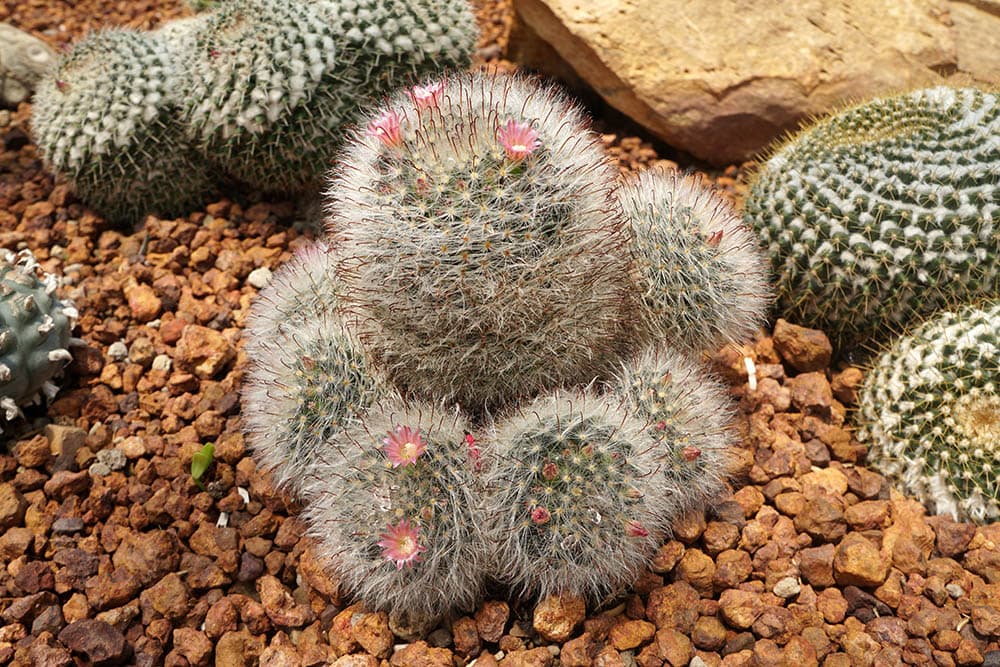 Woolly Nipple Cactus