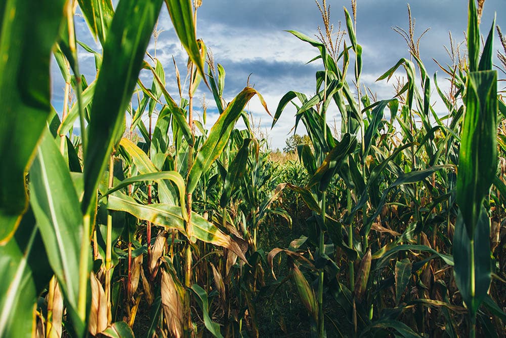 Yello Corn Tree