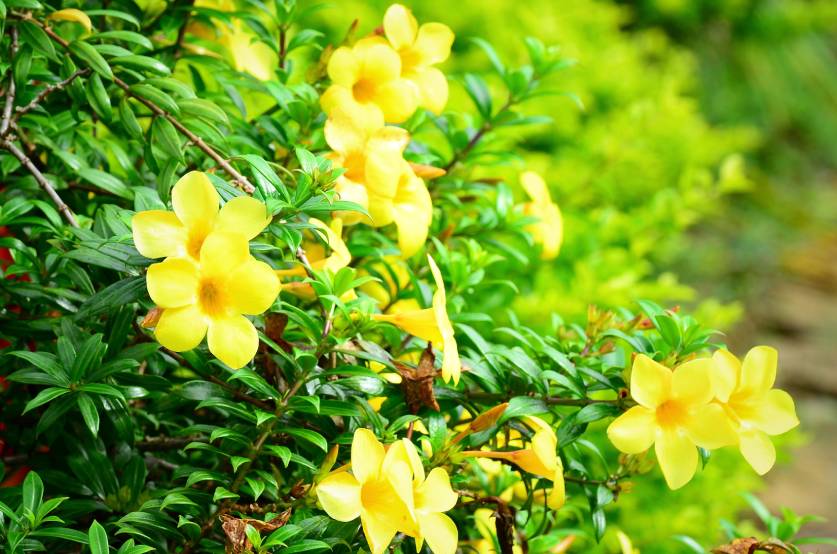 Yellow Jessamine