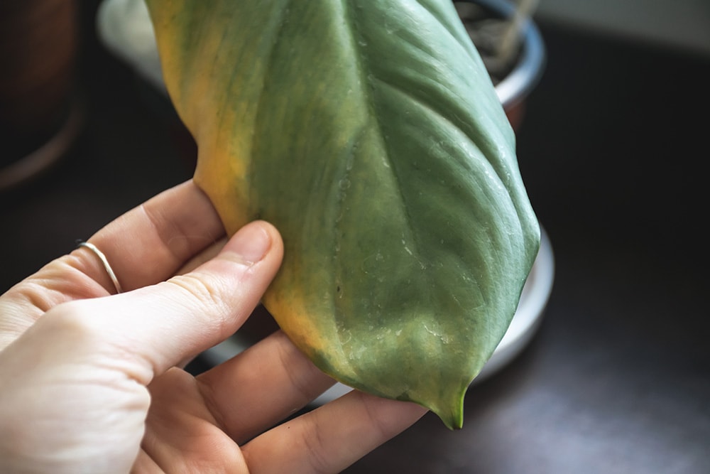 Yellowing leaves causeur of root rot
