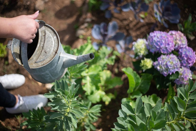 a person holding watering can