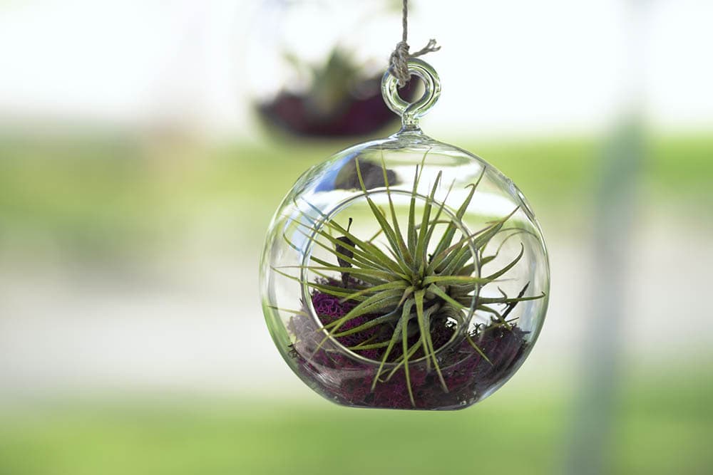 air plant inside a glass bubble