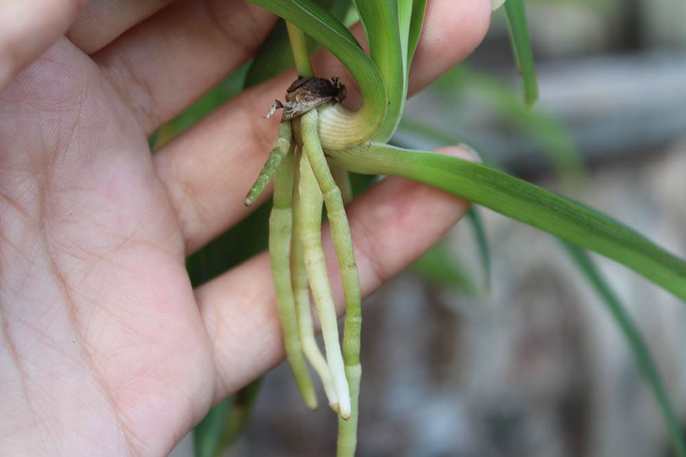 air plant ready for propagation