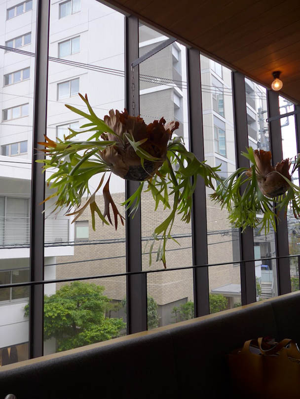 air plants hanging near the window