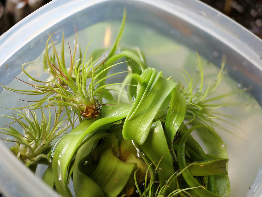 air plants soak in water