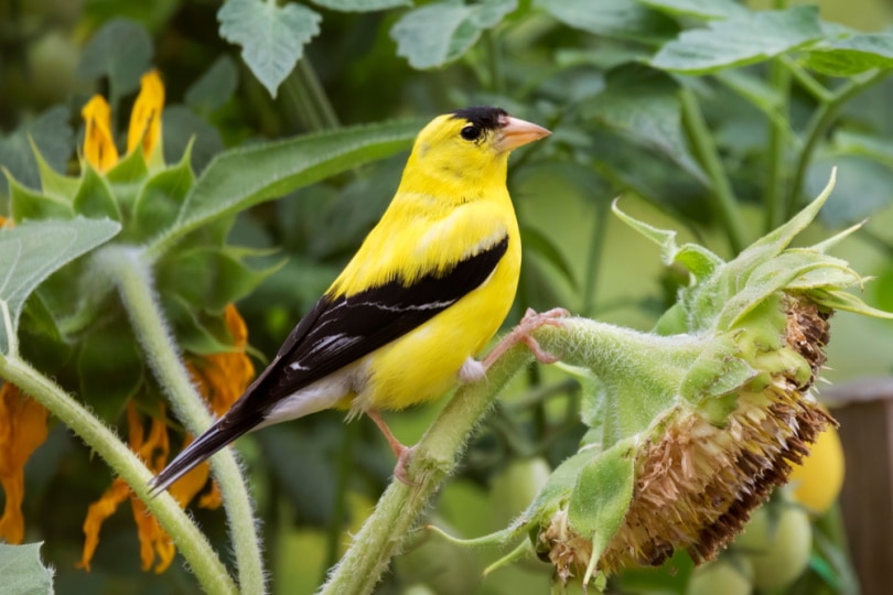 american goldfinch