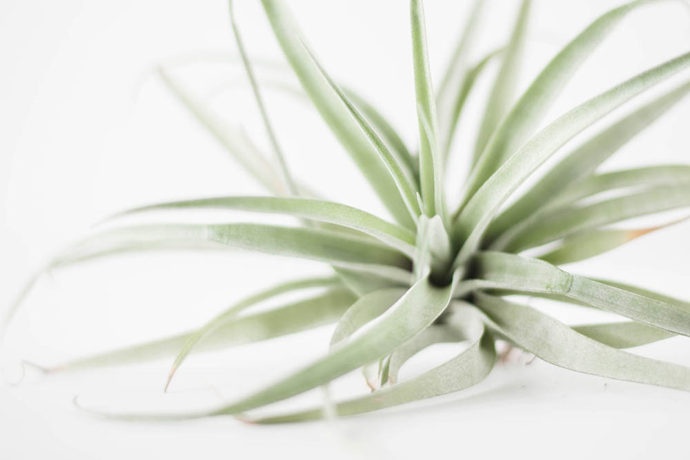an air plant up close
