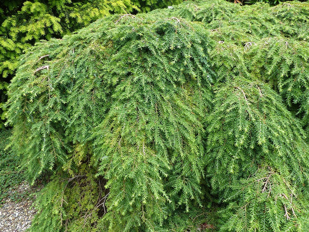 an eastern hemlock