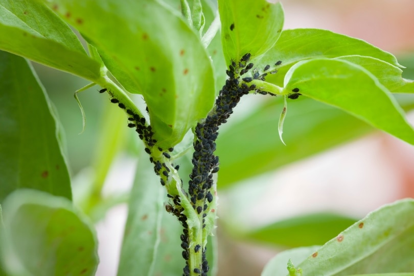 aphids on plant in the garden