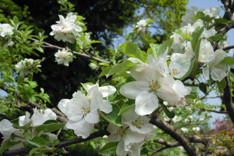 apple bloosom flowers