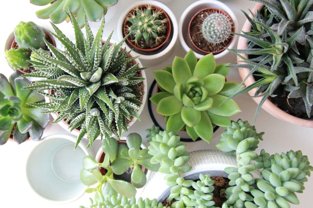 assorted succulents and cacti in a pot