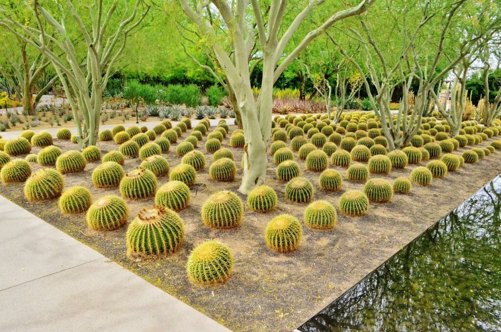 barrel cactus