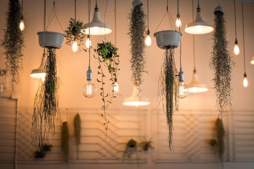 beautiful and aesthetic plants and lights hanging from ceiling