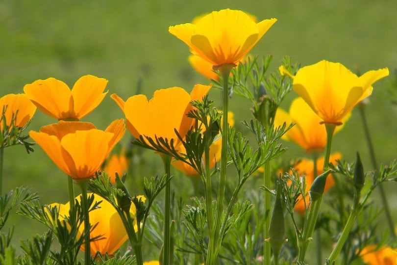 beautiful california poppy