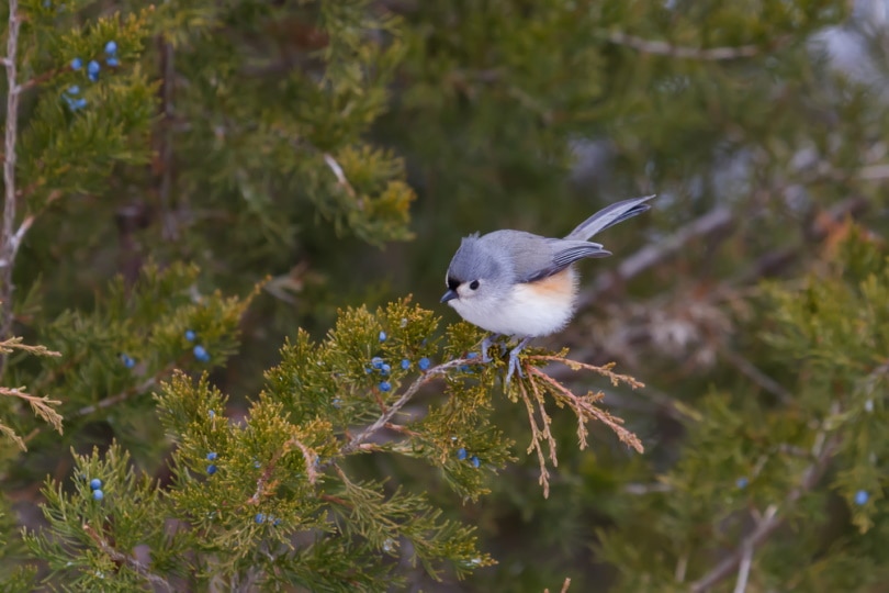 bird perching on eastern red cedar tree