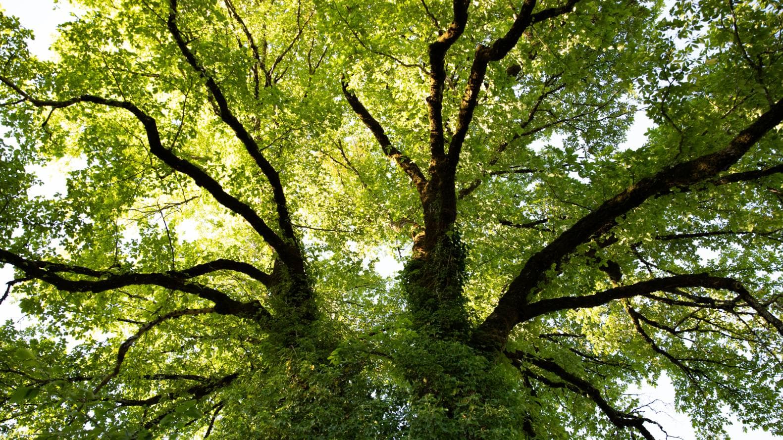 black ash tree