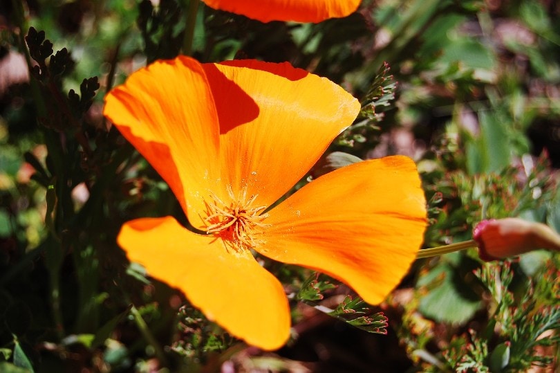 bloomed california poppy