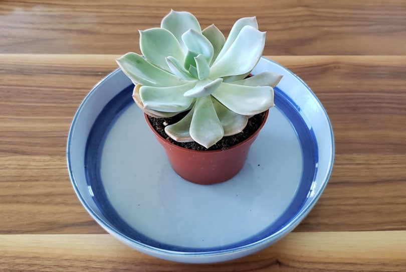 bottom watering the succulent plant