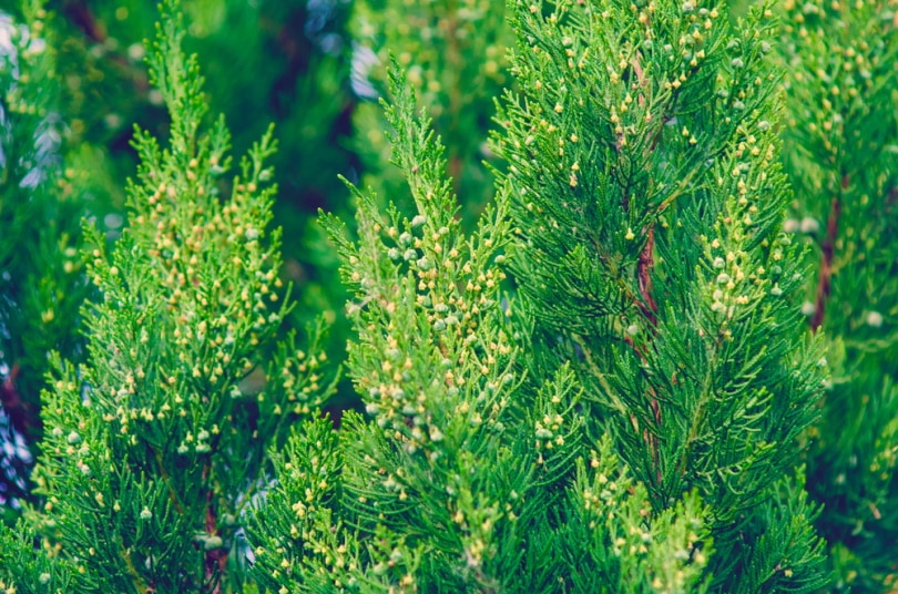 branch of eastern red cedar tree