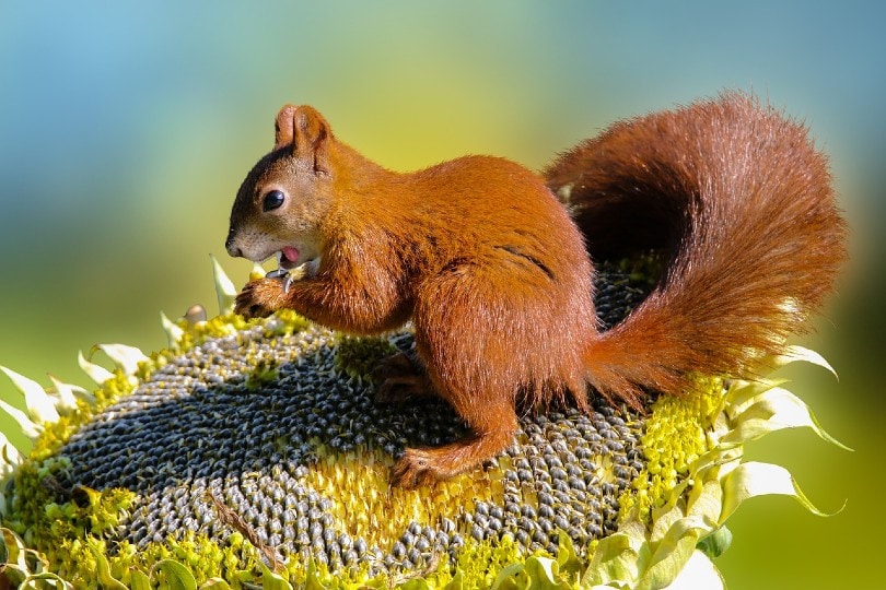brown squirrel on a sunflower