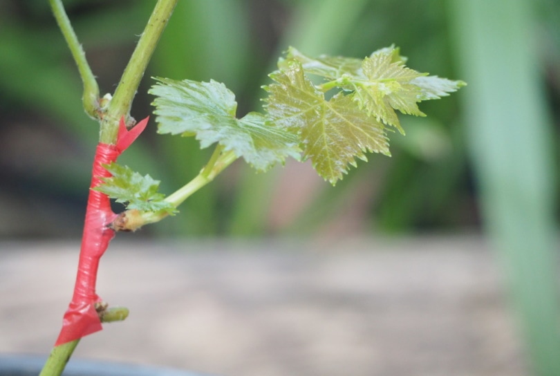 budding