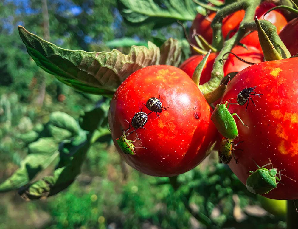 bug on red tomatoes