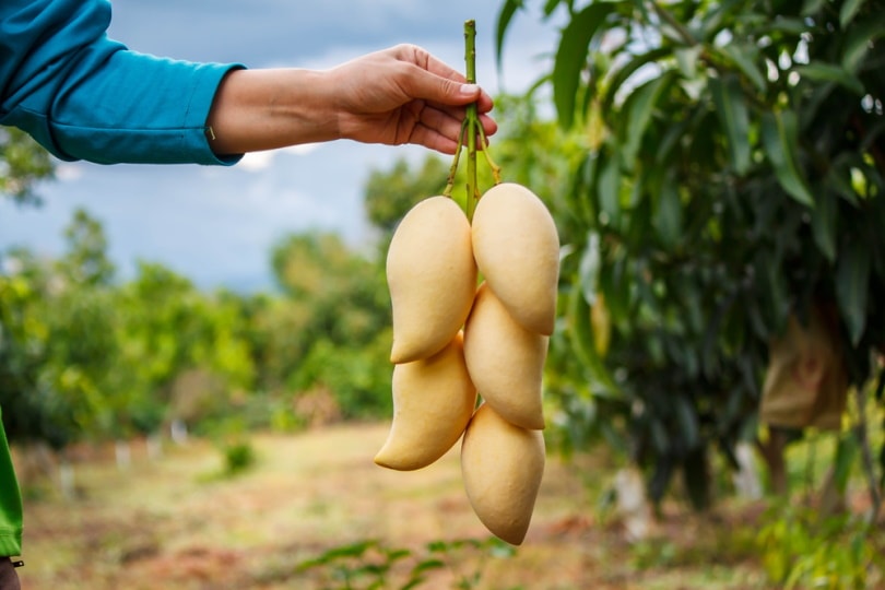 bunch of ripe mango