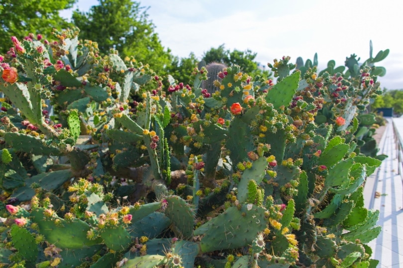 cacti blooming