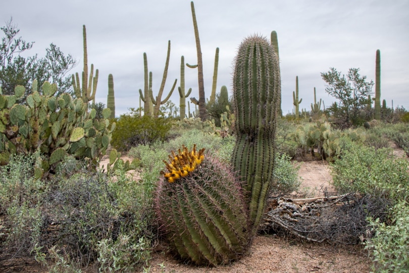 cactus blossom